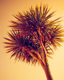 Feb 8: Redscale Palm