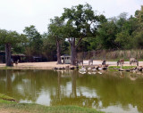 Safari Park - Kan