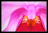 17.07.09 - OrchidEagle