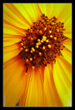 30.07.09 - Goldflower