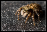 Glupschi the Jumpspider