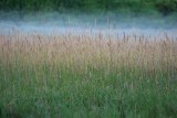 Morning fog and grass