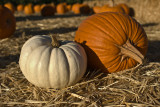 8. The Odd Couple (pumpkins)