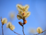 Pussy Willow