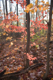 _MG_0626.jpg