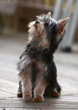 Jackson watching a plane overhead.