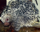   Prehensile-Tailed  Porcupine