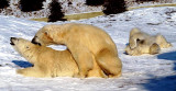  3 Polar Bears