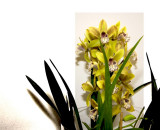 ORCHID.