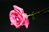 Whats in a name? That which we call a rose by any other name would smell as sweet. - William Shakespeare