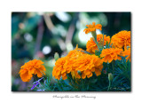 Marigolds ala Andersen