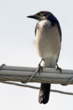 Western Scrub Jay