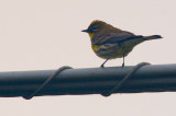 Yellow-Rumped Warbler