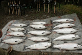 Most of the days catch of silvers