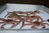 6 fresh bairdi crabs .... AKA .... DINNER ... poor crabs