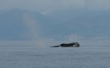 a whale head