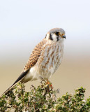 Female Kestrel