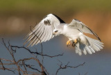 White-tailed Kite with prey
