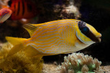 Masked Rabbitfish 2.jpg