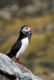 Puffin