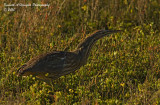 American Bittern 008.jpg