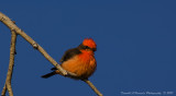 Vermilion Flycatcher 008.jpg