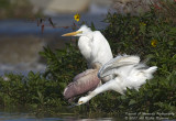 Spoonbill 003.jpg