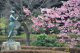 Early Sakura at Palace