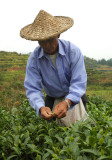 Tea picking near Nashan Mountain