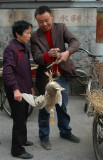 Duck weighing in Taoshin