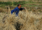 Rice farmer near Zhoulin
