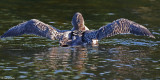 20080803 D300 128 Common Loon (Juv 52 days old).jpg