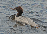 20080804- D200 356 Common Merganser (Juv).jpg