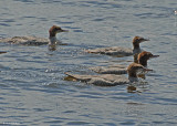20080804- D200 369 Common Merganser (Juv).jpg