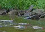 20080804- D200 376 Common Mergansers (Juv).jpg