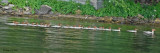 20080804- D200 420 Common Mergansers (Juv).jpg