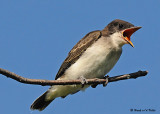 20080729- D300 075 Eastern Kingbird (Juv).jpg