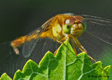 20080821 D300 084 Dragonfly - Y-L Meadowhawk (female).jpg