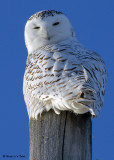 20090106 090 Snowy Owl - SERIES.jpg