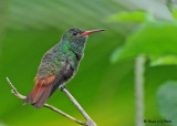 20090212 CR # 1 1937 Rufous-tailed Hummingbird SERIES.jpg