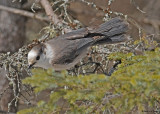 20090317 094 Gray Jay.jpg