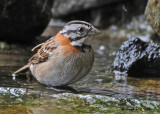 20090212 CR # 2 402 Rufous-collered Sparrow SERIES.jpg