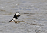 20090331 235 Male Hooded Merganser - SERIES.jpg