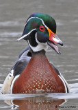 20090420 212 Wood Duck(M).jpg