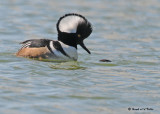 20090415 311  Hooded Mergansers - SERIES.jpg