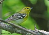 20090522 442 Yellow-throated Vireo.jpg