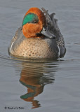 20091114 320 Green-winged Teal (M).jpg