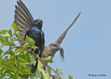 20090725 155 Purple Martins.jpg