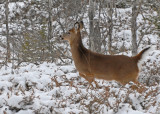 20091210 141 White-tailed Deer.jpg