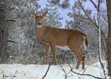 20091214 030  White-tailed Deer.jpg